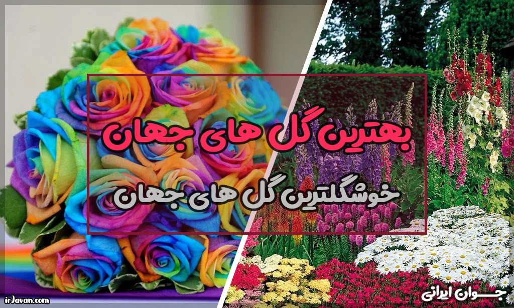 بهترین گل های جهان چیست؟ زیباترین + محبوب‌ترین آن‌ها - جوان ایرانی