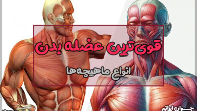 قوی‌ترین عضله بدن