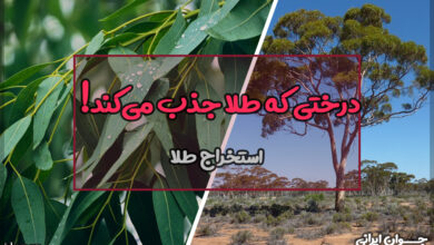 در کدام یک از گیاهان طلا یافت می‌شود؟