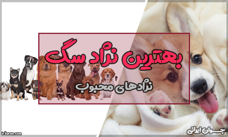 بهترین نژاد سگ (آشنایی با نژادهای مختلف آن) - جوان ایرانی