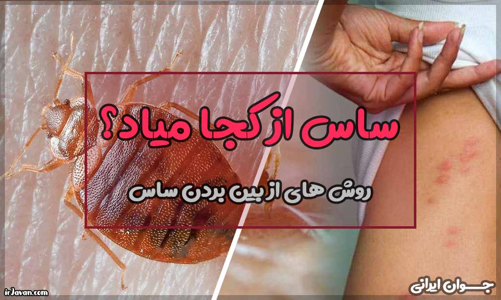 ساس از کجا میاد؟ علائم آن در منزل چیست؟ - جوان ایرانی