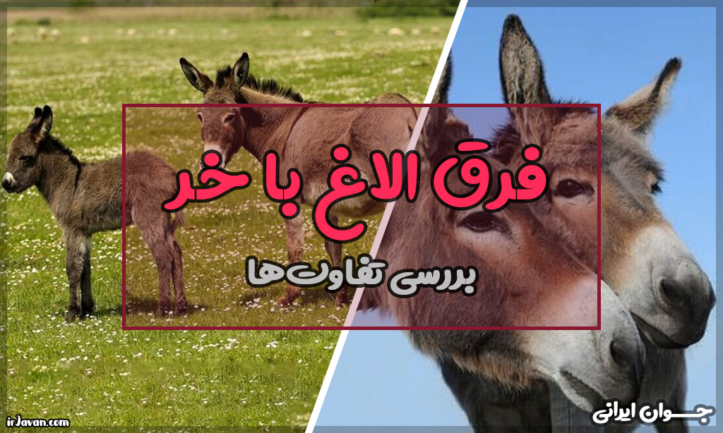 فرق الاغ با خر چیست؟ بررسی کامل تفاوت‌های این دو حیوان - جوان ایرانی
