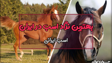 بهترین نژاد اسب در ایران
