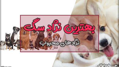 بهترین نژاد سگ