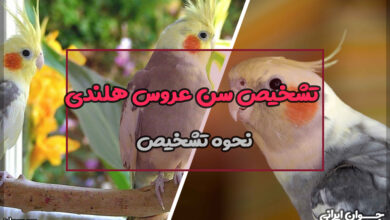 تشخیص سن عروس هلندی