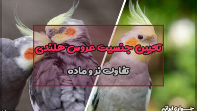 تعیین جنسیت عروس هلندی