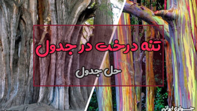 تنه درخت در جدول