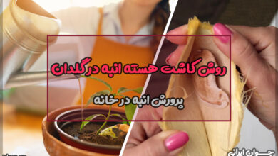 روش کاشت هسته انبه در گلدان