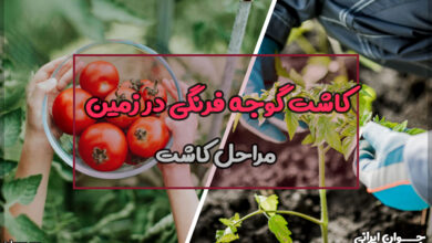 روش کاشت گوجه فرنگی در زمین
