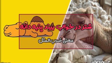 معنی ضرب المثل شتر در خواب بیند پنبه دانه