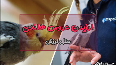 چرا عروس هلندی می‌لرزد؟