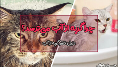 چرا گربه از آب می‌ترسد؟