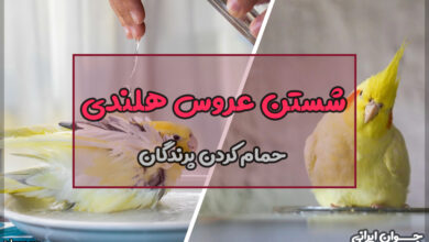 چگونه عروس هلندی را حمام کنیم؟