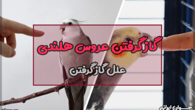 گاز گرفتن عروس هلندی