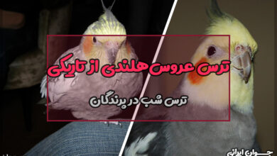 آیا عروس هلندی از تاریکی می‌ترسد؟