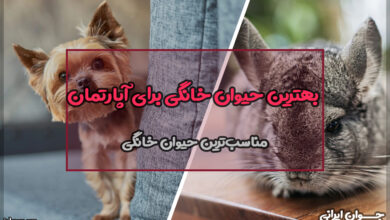 بهترین حیوان خانگی برای نگهداری در آپارتمان