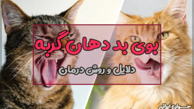 بوی بد دهان گربه