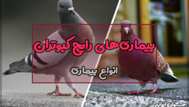بیماری‌های رایج کبوتران