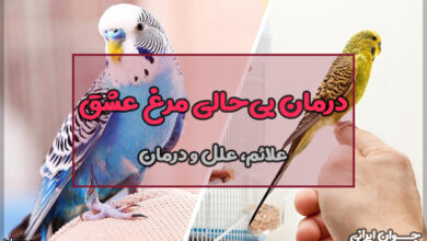 درمان بی‌حالی مرغ عشق