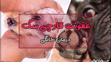 درمان خانگی عفونت قارچی سگ