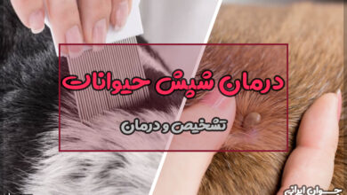 درمان شپش حیوانات