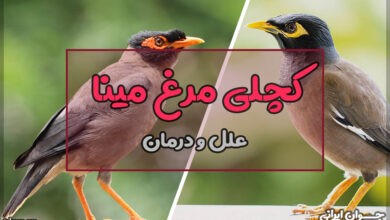 درمان کچلی مرغ مینا