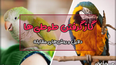 دلایل گاز گرفتن طوطی‌ها