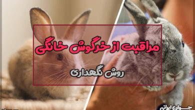 راهنمای مراقبت از خرگوش خانگی