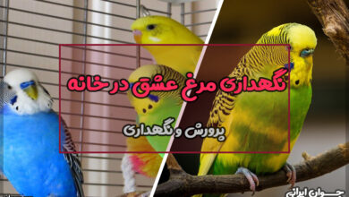شرایط نگهداری مرغ عشق در خانه