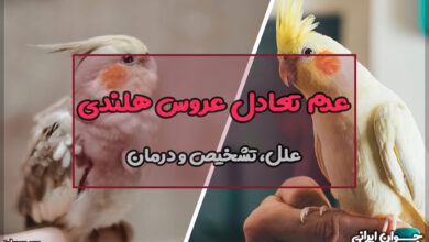 علت عدم تعادل عروس هلندی