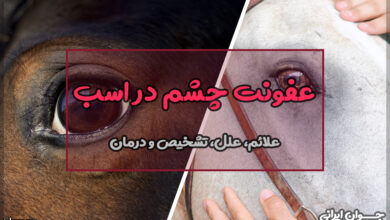 عفونت چشم در اسب