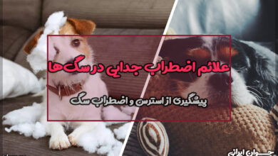 علائم اضطراب جدایی در سگ‌ها