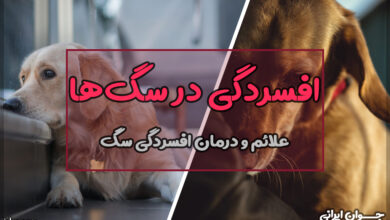 علائم افسردگی در سگ‌ها