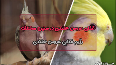 غذای عروس هلندی در سنین مختلف