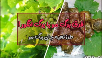فرق برگ مو با برگ انگور