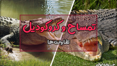 فرق تمساح و کروکودیل