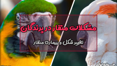 مشکلات منقار در پرندگان