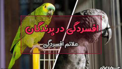 نشانه افسردگی در پرندگان