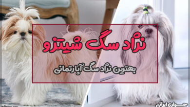 نژاد سگ شیتزو