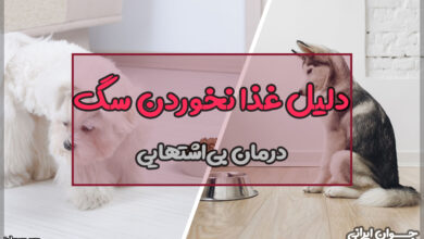 چرا سگ غذا نمی‌خورد؟