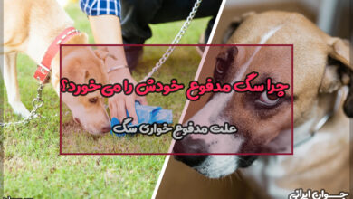 چرا سگ مدفوع خودش را می‌خورد؟