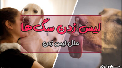 چرا سگ‌ها لیس می‌زنند؟