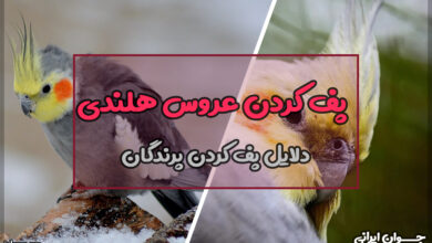 چرا عروس هلندی پف میکنه؟