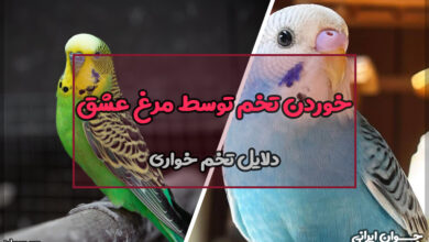 چرا مرغ عشق تخمشو میخوره؟