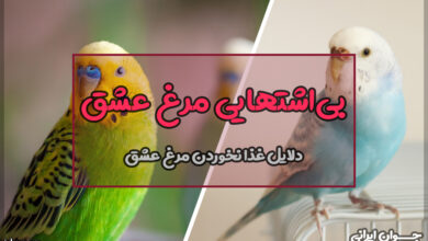 چرا مرغ عشق غذا نمی‌خورد؟