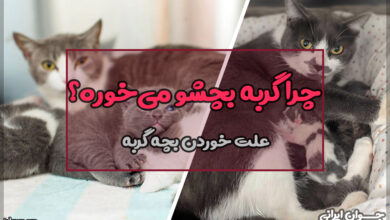 چرا گربه بچشو می‌خوره؟