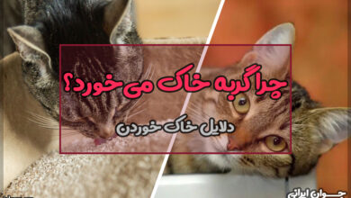 چرا گربه خاک می‌خورد؟