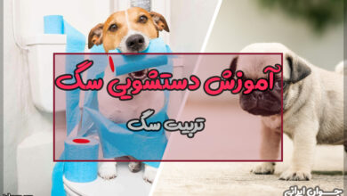 چگونه سگ را تربیت کنیم که دستشویی نکند؟