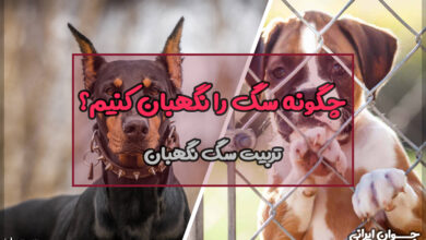 چگونه سگ را نگهبان کنیم؟