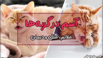 آسم در گربه ها